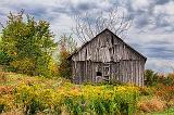 Old Barn Among Weeds_16556-7